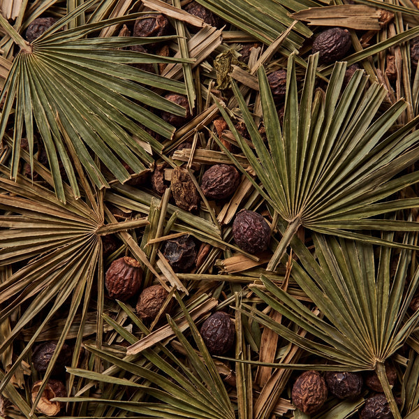 Saw Palmetto